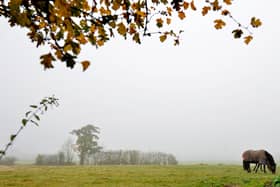 Horses graze in a field on a foggy day near Carrington, near Manchester