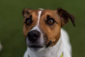 Storm is a four-year-old Jack Russell Terrier. He is looking for a quiet life, so needs to live in a house set back from a road as he can be noise sensitive. He would be best suited to families with children aged 16 and over and where someone is at home most of the time – he doesn’t like being alone. His favourite treats are ham and cheese. Credit: Dogs Trust