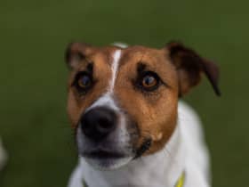 Storm is a four-year-old Jack Russell Terrier. He is looking for a quiet life, so needs to live in a house set back from a road as he can be noise sensitive. He would be best suited to families with children aged 16 and over and where someone is at home most of the time – he doesn’t like being alone. His favourite treats are ham and cheese. Credit: Dogs Trust