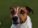 Storm is a four-year-old Jack Russell Terrier. He is looking for a quiet life, so needs to live in a house set back from a road as he can be noise sensitive. He would be best suited to families with children aged 16 and over and where someone is at home most of the time – he doesn’t like being alone. His favourite treats are ham and cheese. Credit: Dogs Trust