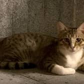 Dave the cat is coming home to England.