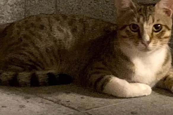 Dave the cat is coming home to England.