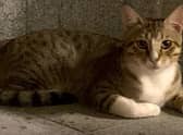 Dave the cat is coming home to England.