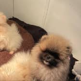 Pomeranians that were smuggled as puppies before being rehabilitated by the Dogs Trust