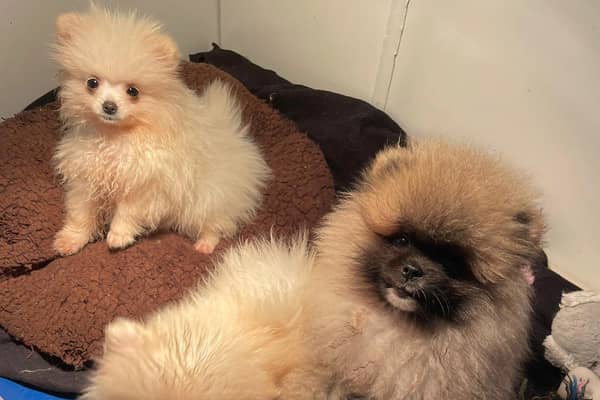 Pomeranians that were smuggled as puppies before being rehabilitated by the Dogs Trust