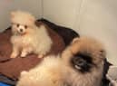 Pomeranians that were smuggled as puppies before being rehabilitated by the Dogs Trust