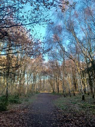 Kenworthy Woods near Chorlton Water Park, Manchester. Credit: Manchester City Council.