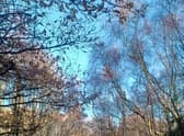 Kenworthy Woods near Chorlton Water Park, Manchester. Credit: Manchester City Council.