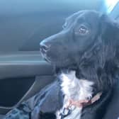 Adorable puppy Rosie had to be rushed to the vets at Christmas after eating chewing gum. Photo; Vets Now