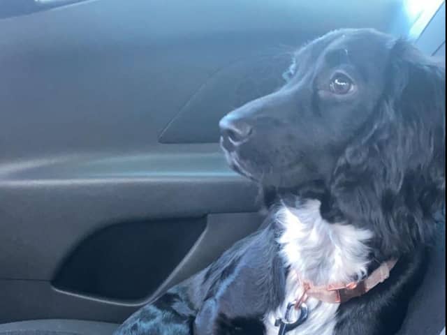 Adorable puppy Rosie had to be rushed to the vets at Christmas after eating chewing gum. Photo; Vets Now