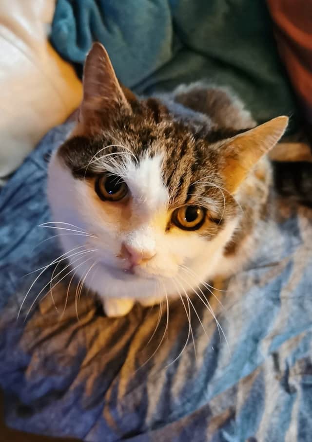 Chester is also looking for a new home this Christmas