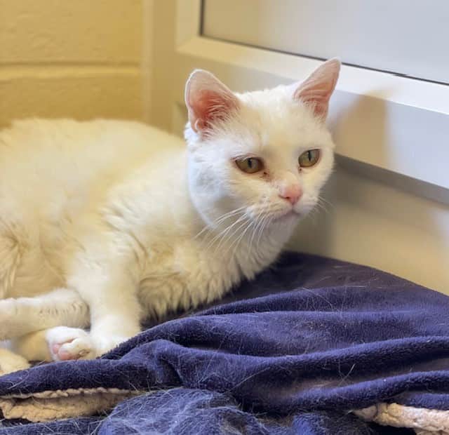 Mitzie is also up for adoption with Blue Cross