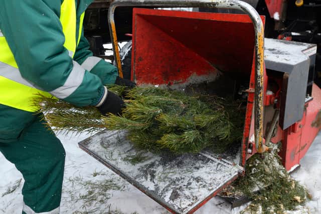 Recycling Christmas trees in Manchester helps the environment Credit: Yurii Zushchyk - stock.adobe.com
