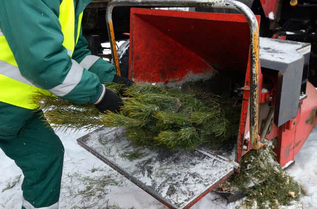 Recycling Christmas trees in Manchester helps the environment Credit: Yurii Zushchyk - stock.adobe.com
