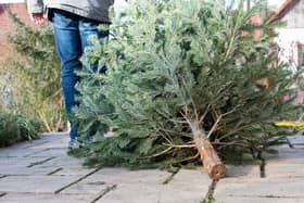 Christmas trees can be recycled in Manchester in 2023 Credit: Adobe stock