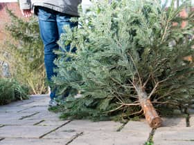 Christmas trees can be recycled in Manchester in 2023 Credit: Adobe stock