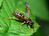 The Natural History Museum has released a list of new animal and plant species found in 2022