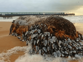 The goose barnacles washed up on a beach in Bournemouth. The sea creatures are a rare delicacy that sell for up to £80 a kilo. Photo by John Jennings on Instagram @horizonjphotography