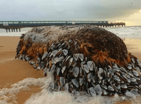 The goose barnacles washed up on a beach in Bournemouth. The sea creatures are a rare delicacy that sell for up to £80 a kilo. Photo by John Jennings on Instagram @horizonjphotography