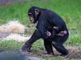 Older sister, Stevie, gives mum Zee Zee a helping hand with her new baby boy.