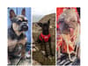 Britain’s ugliest dog award: See the seven pug-ly pups in the running to win a makeover and photo session