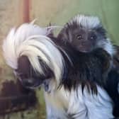 Nigel the young cotton-top tamarin monkey on mother Florencia’s back at  Drusillas Zoo Park in Alfriston, East Sussex (Credit: Drusillas Zoo Park/SWNS)