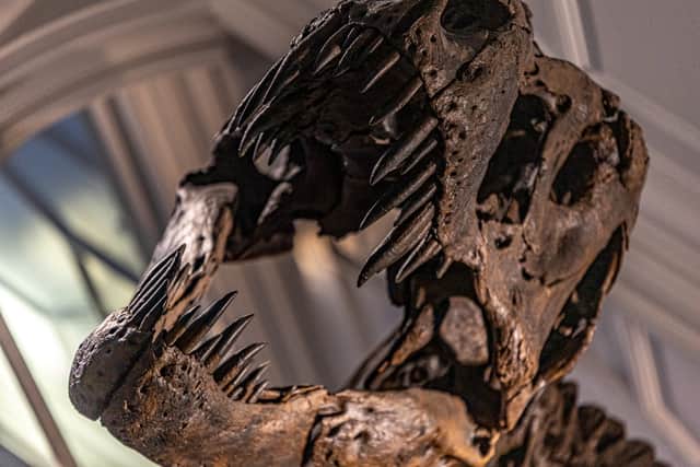 There is lots to explore this February half term including Manchester museum Credit: Manchester museum