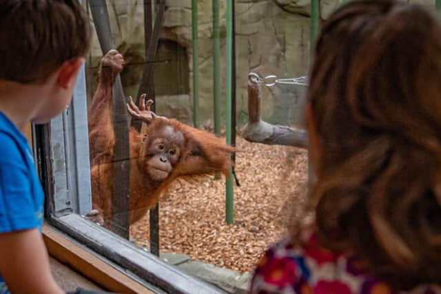 Image: Chester Zoo