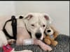 Dog owners launch fundraising campaign for puppy rescued from Oldham scrapyard