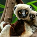 Conservationists at Chester Zoo become the first in Europe to successfully breed a rare Coquerelâs sifaka lemur