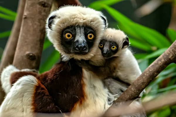 Conservationists at Chester Zoo become the first in Europe to successfully breed a rare Coquerelâs sifaka lemur
