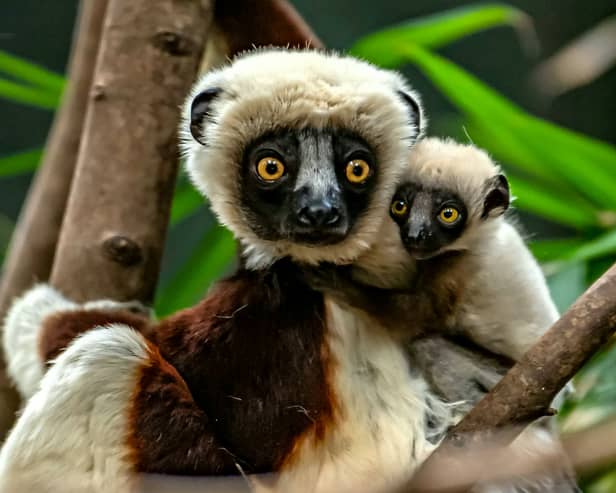 Conservationists at Chester Zoo become the first in Europe to successfully breed a rare Coquerelâs sifaka lemur