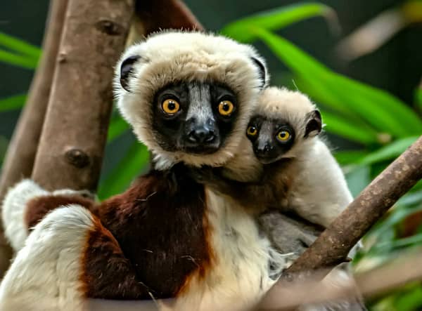 Conservationists at Chester Zoo become the first in Europe to successfully breed a rare Coquerelâs sifaka lemur