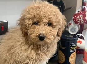 Ralph the dog. who ended up on a 100-mile round trip to Manchester airport after jumping in a cab Credit: SWNS