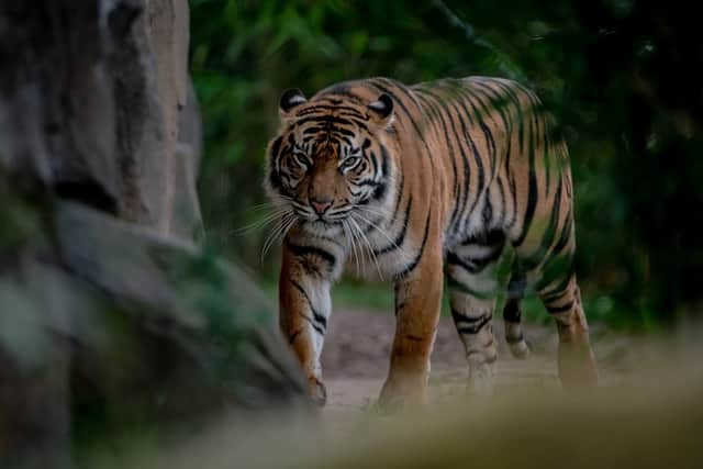 Sumatran tiger mum Kasarna has given birth to two cubs at Chester Zoo