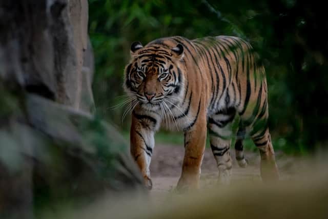 Sumatran tiger mum Kasarna has given birth to two cubs at Chester Zoo