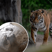 Chester Zoo captures birth of two rare tiger cubs on camera which are ‘crucial to the survival of the species’