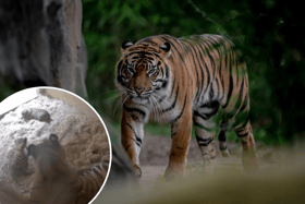 Chester Zoo captures birth of two rare tiger cubs on camera which are ‘crucial to the survival of the species’