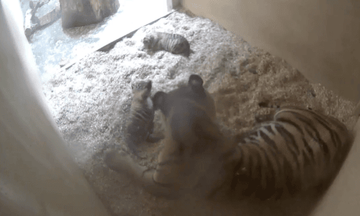 Sumatran tiger mum Kasarna has given birth to two cubs at Chester Zoo