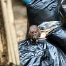 Rats in Greater Manchester Credit: Chanawat - stock.adobe.com