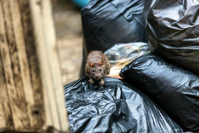 Rats in Greater Manchester Credit: Chanawat - stock.adobe.com