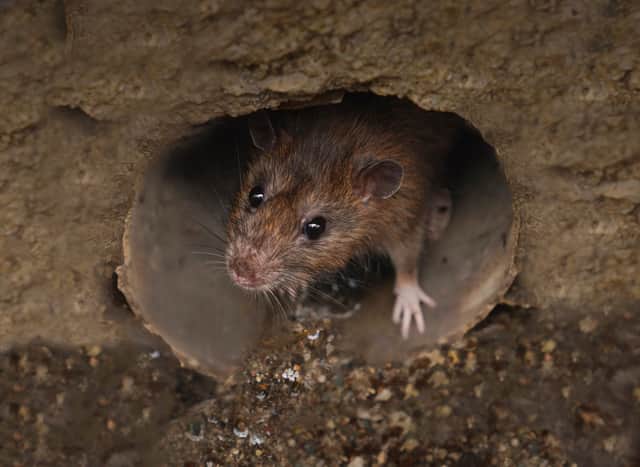 Rats in Greater Manchester Credit: Bilal - stock.adobe.com