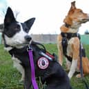 The border collies track down missings dogs in Wigan and beyond Credit: William Lailey / SWNS
