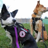 The border collies track down missings dogs in Wigan and beyond Credit: William Lailey / SWNS