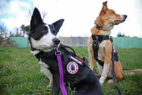 The border collies track down missings dogs in Wigan and beyond Credit: William Lailey / SWNS