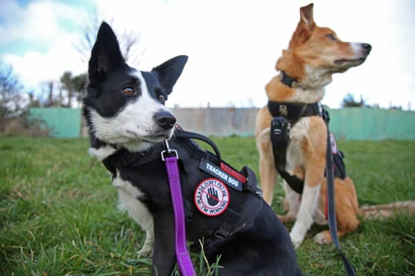 The border collies track down missings dogs in Wigan and beyond Credit: William Lailey / SWNS