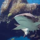 Sharklife starts this weekend at Sealife Manchester. Credit: Sealife Manchester