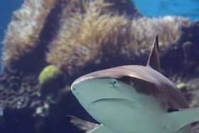 Sharklife starts this weekend at Sealife Manchester. Credit: Sealife Manchester