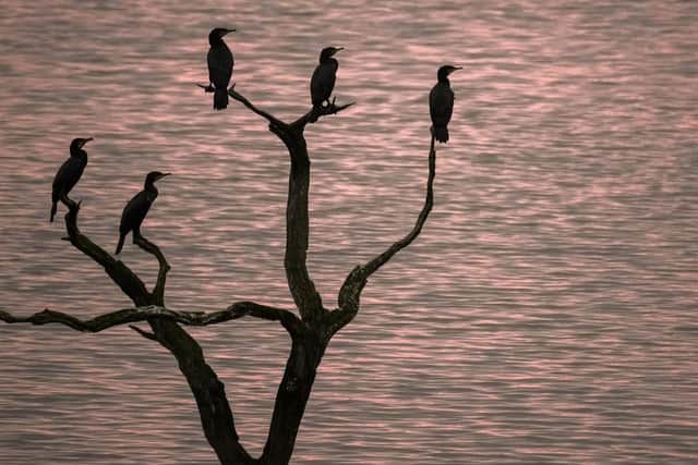 Friends of the Earth says the Government needs to urgently increase the ambition of its tree planting plans. Photo: Getty Images