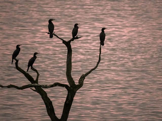 Friends of the Earth says the Government needs to urgently increase the ambition of its tree planting plans. Photo: Getty Images
